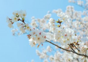 横浜ママのお花見☆みなとみらいの景色をバックに桜を楽しもう！