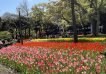 横浜公園に咲く10万本のチューリップはお見事！！