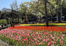 横浜公園に咲く10万本のチューリップはお見事！！