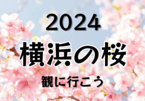 2024年横浜の桜を見に行こう